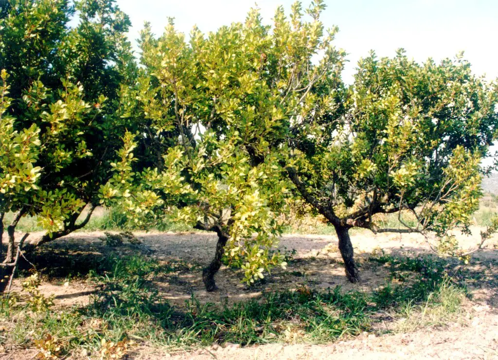 Der Mastixbaum gehört zu den Pistaziengewächsen und wurde schon in der Antike landwirtschaftlich genutzt. (© Eurokinissi)