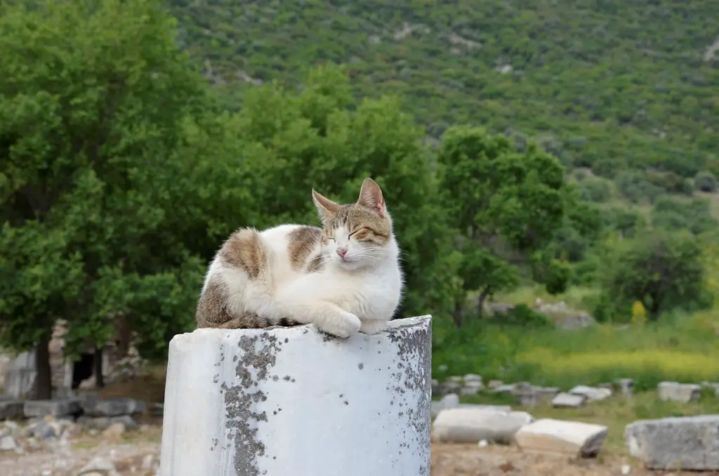 190808 Katze 02 SMALL