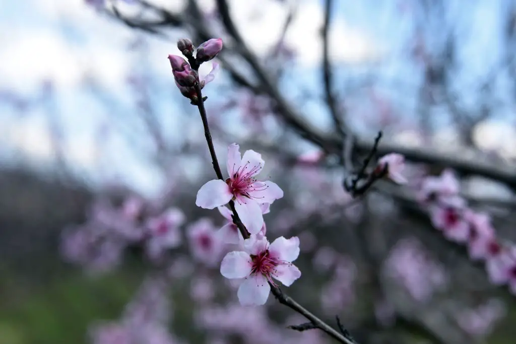 250624 Kirschen 2 SMALL