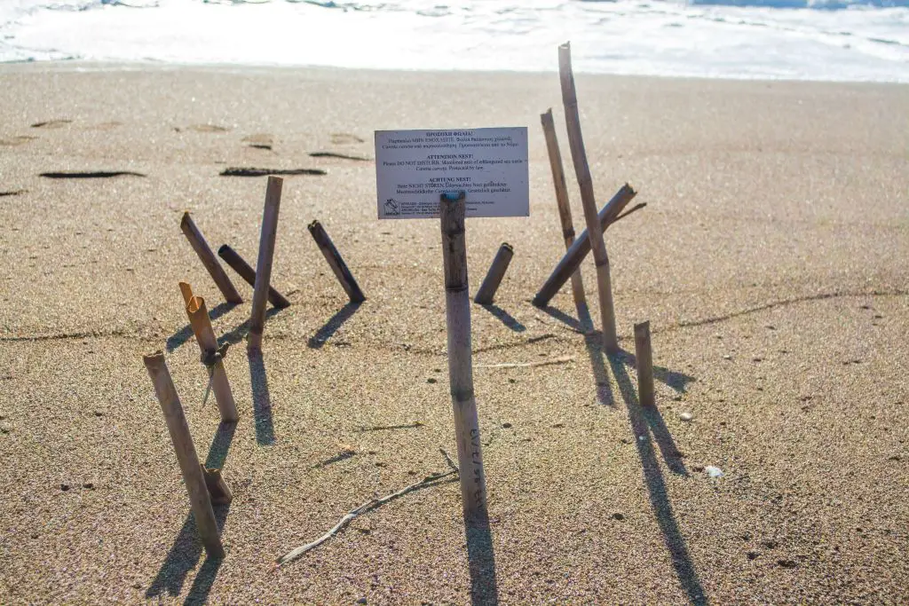 250722 Schildkroete 2 SMALL