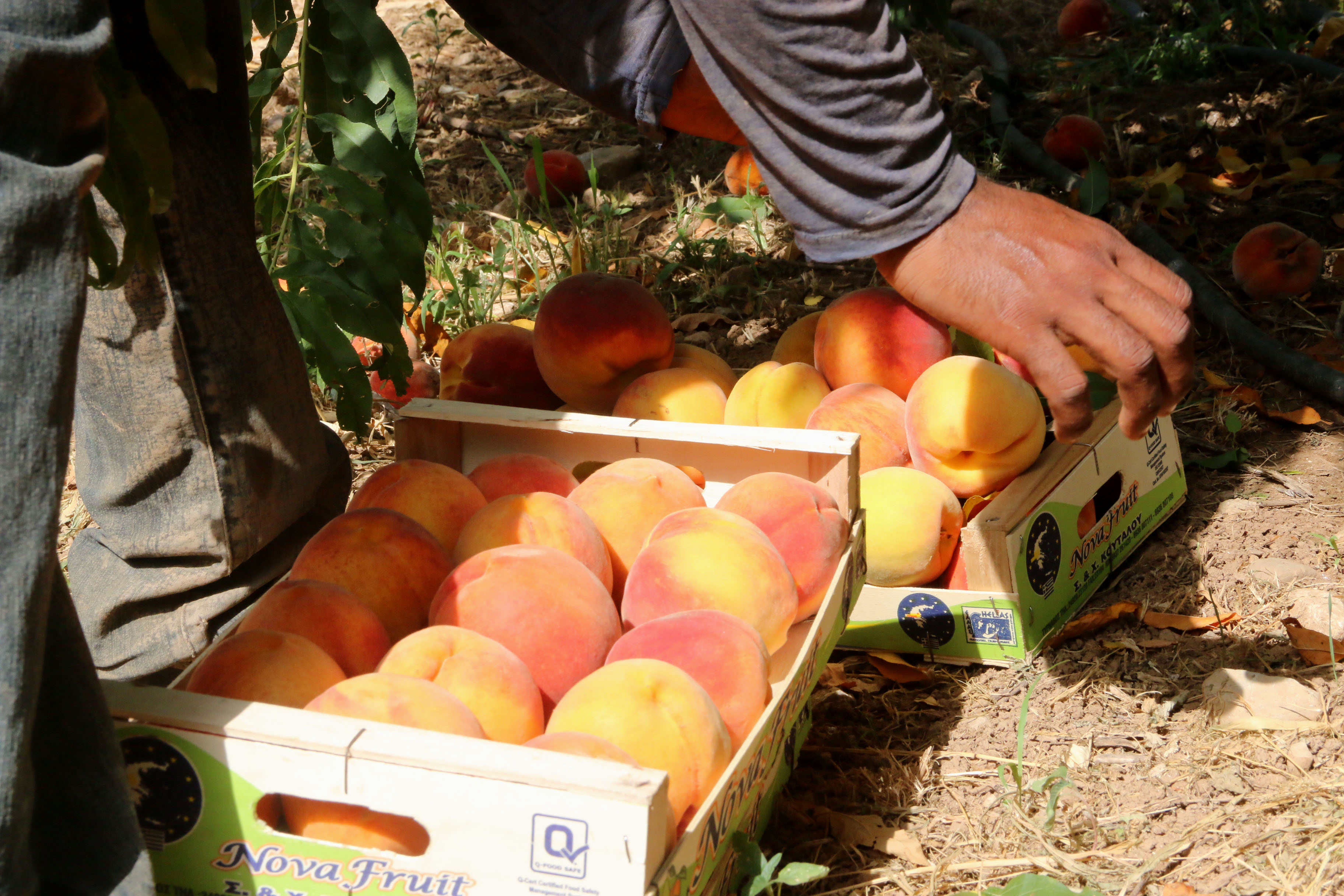 250828 Pfirsichernte3