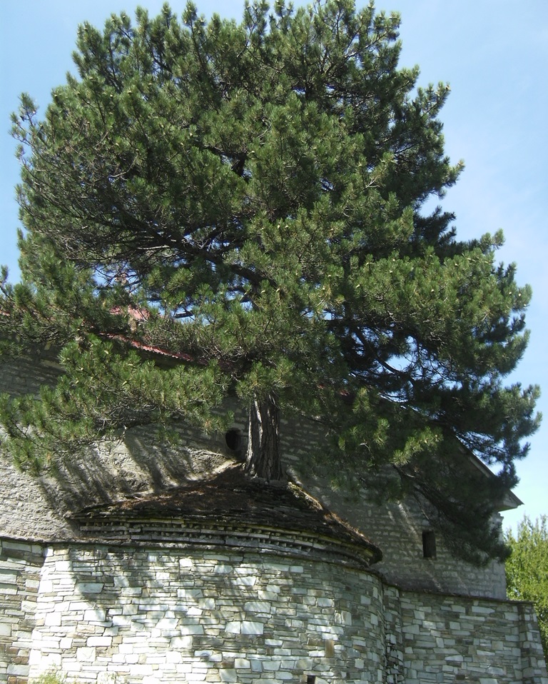 Ein Baum wächst auf dem Dach der DorfkircheSMALL
