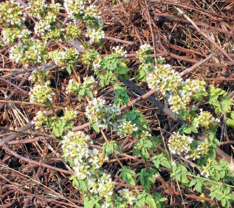 Oregano borstiger Dost