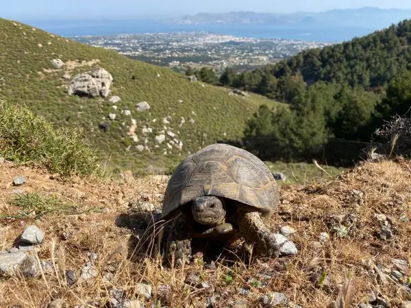 Kos mountains 1