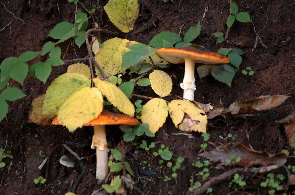 190415 Pilze 2 SMALL