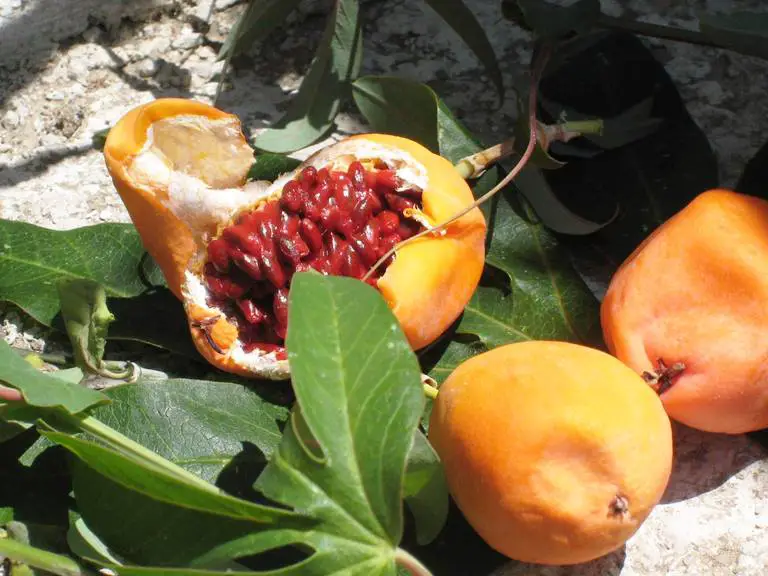 5 Reife Frucht der Blauen Passionsblume