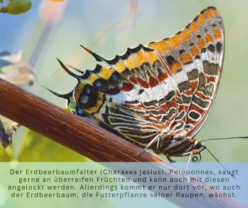 Erdbeerbaumfalter 500