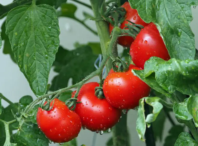 Griechische Tomaten sind aus den Küchen des Mittelmeerlandes nicht mehr wegzudenken.