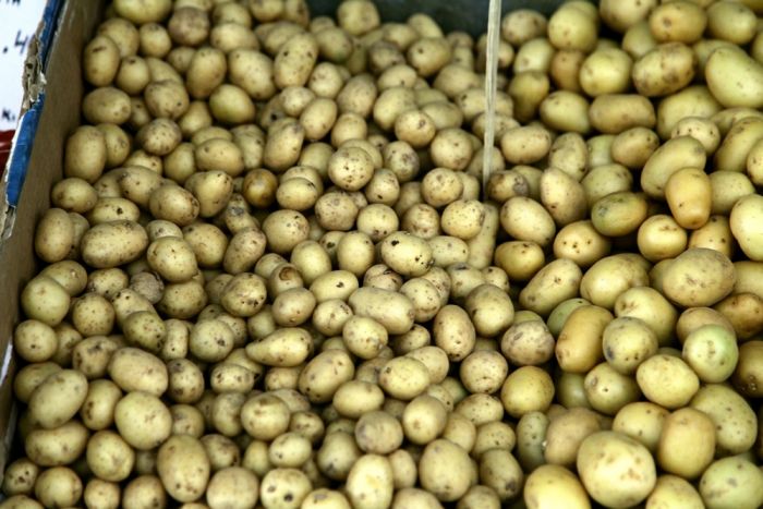 Naxos-Kartoffeln wollen ins Guinnessbuch