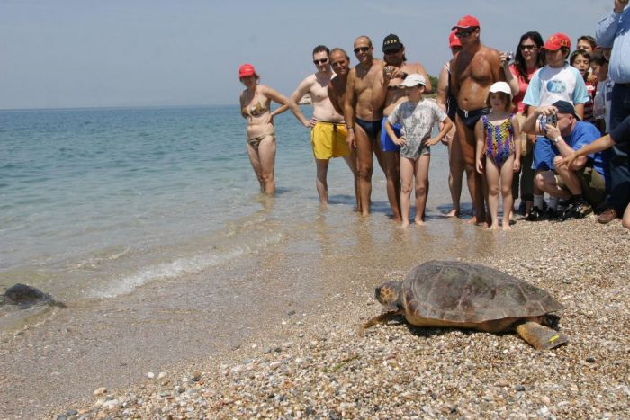 Mehr Nachwuchs bei Meeresschildkröten Caretta Caretta