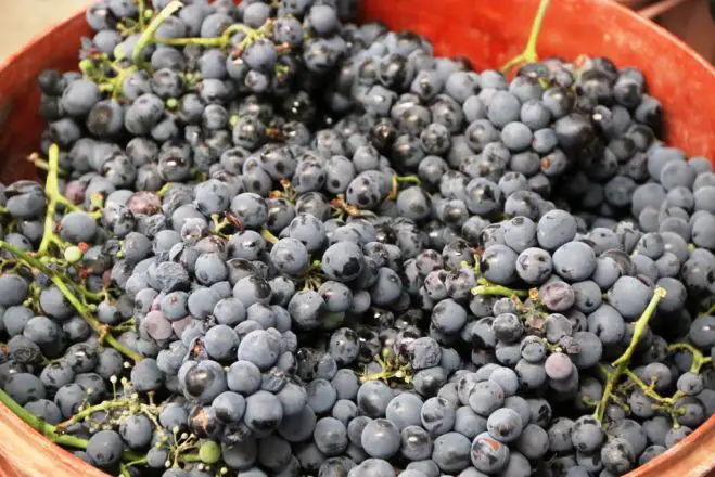 Wein - Ein Geschenk der Götter: Die Weinstraßen Nordgriechenlands