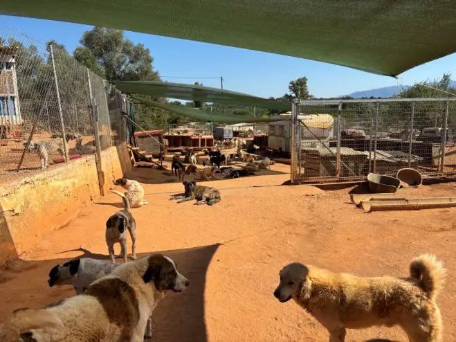 Unser Foto (©Cecile Klatt) zeigt das Gelände des Tierheims DASH