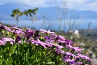 Archivfoto (© Griechenland Zeitung / Jan Hübel)