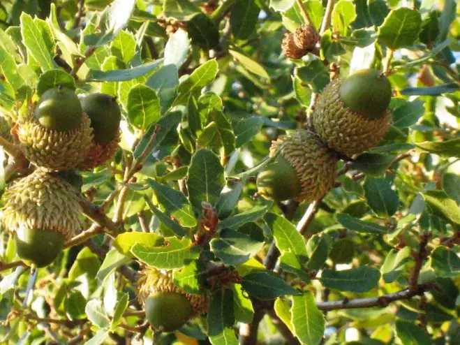 Foto (© Griechenland Zeitung / wa): Die Kermes-Eiche u. a. – Quercus coccifera – αριά/αζίλακας &amp; πρίνος/πουρνάρι