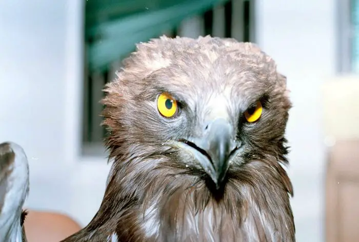 Seltener Albino-Steinadler in Griechenland verletzt aufgefunden