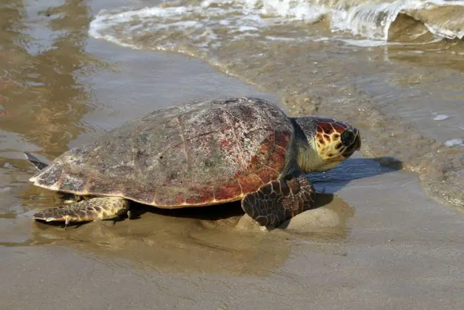 Fischbestände im Mittelmeer enorm bedroht <sup class="gz-article-featured" title="Tagesthema">TT</sup>