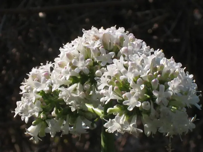 Foto (© GZwa: Der Baldrian - Valeriana dioscoridis syn. Italic - Valeriana officinalis - Βαλεριάνα 