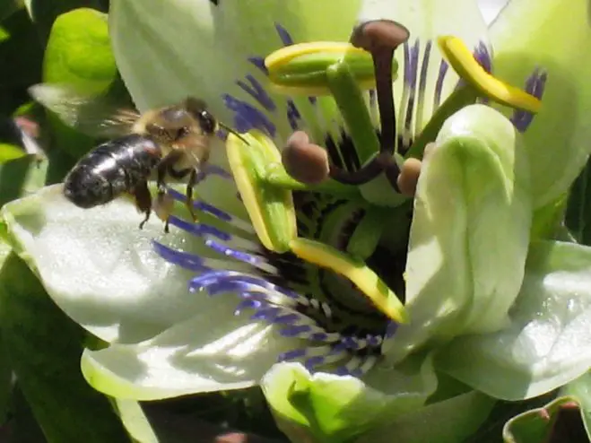 Foto (© Griechenland Zeitung / wa): Die Passionsblume – Passiflora caerulea et incarnate Πασιφλόρα, Ρολογιά, Ρολόι.