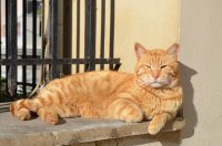 Foto (© Griechenland Zeitung / Jan Hübel): Monastiraki, Athen.
