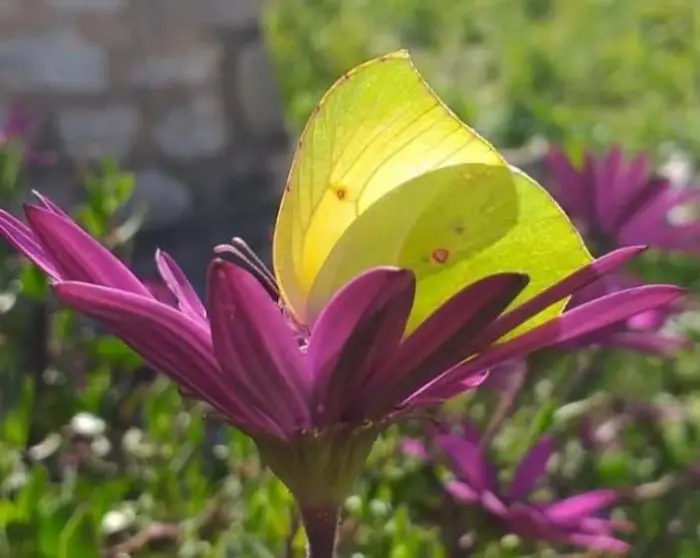 Foto (© Griechenland Zeitung / lg): Ein höchst willkommener Zitronenfalter