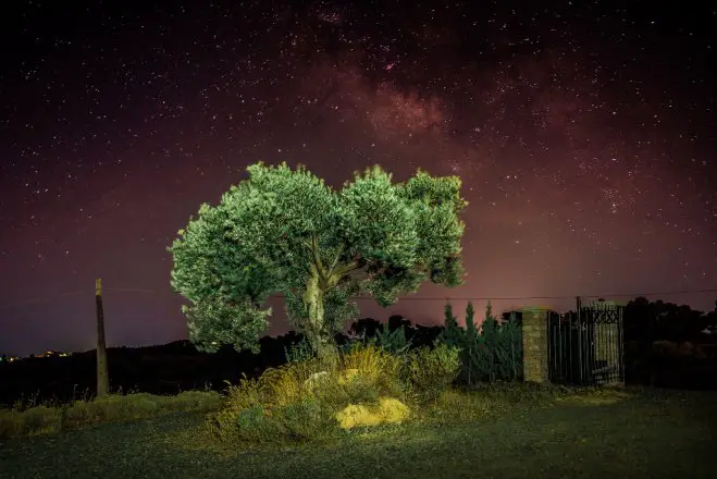 Olivenbaum bei Nacht
