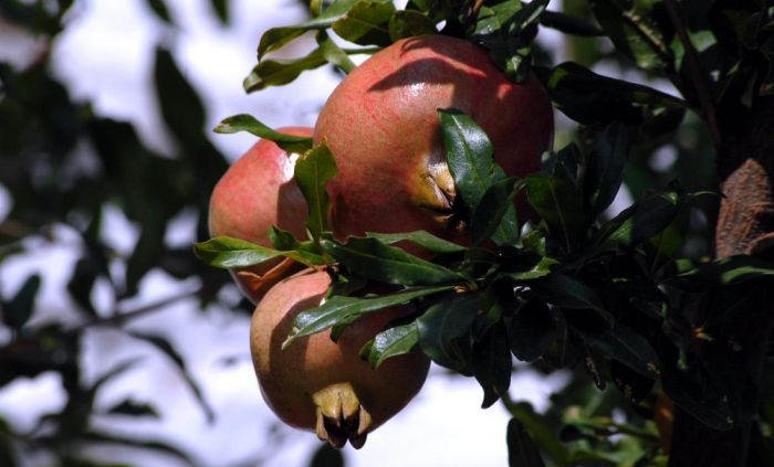 Der Granatapfel – Uralte lebendige Symbolik