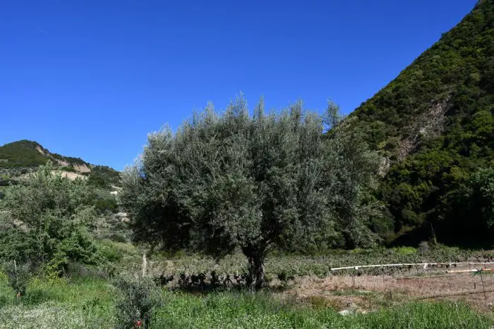 Unser Foto (© Jan Hübel / Griechenland Zeitung) zeigt einen Olivenbaum auf der Peloponnes. 