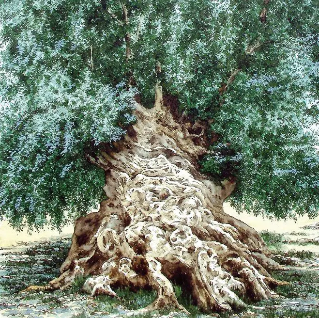 Das Aquarell von Wassilis Dornakis aus dem Buch „Olivenbäume – Beobachter der Stille“ zeigt den älteste Olivenbaum der Welt. Er steht auf Kreta in dem kleinen Dorf Ano Vouves der Region Kolymbari. Die „Elia Vouvon“ mit fast 13 Metern Umfang und einem Durchmesser von über 4 Metern trägt immer noch Früchte!