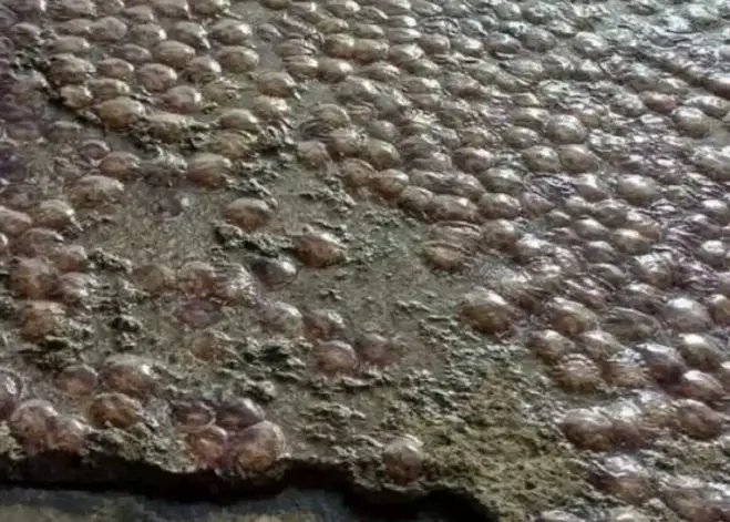 (Foto: fanis_spanos)