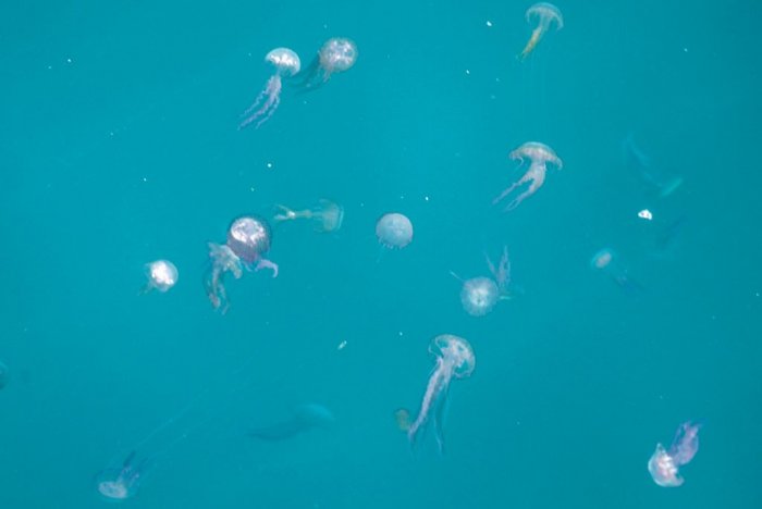 Foto (© ek): Imposante, aber schmerzhafte Quallen