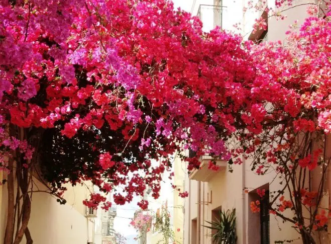 Archivfoto (© Griechenland Zeitung): Bougainvillea