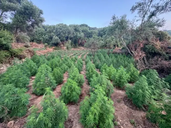 Haschischanpflanzung in Messinia Foto (© Eurokinissi)