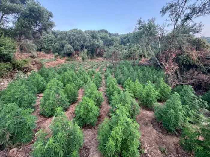 Haschischanpflanzung in Messinia Foto (© Eurokinissi)
