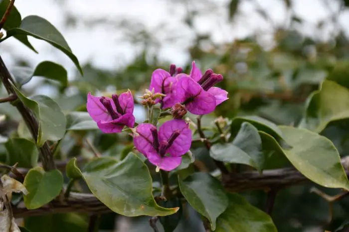 Archivfoto (© Griechenland Zeitung / jh)