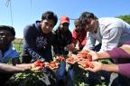 Antirassisten fordern Aufenthaltsgenehmigung für Erdbeerpflücker