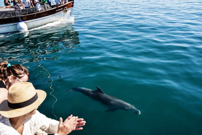Foto (© Eurokinissi): Delfine am Ambrakischen Golf sind keine Seltenheit.