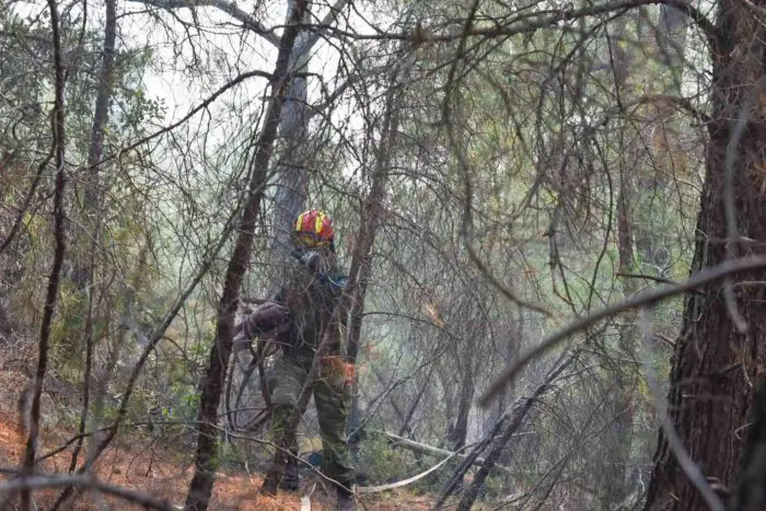 Unser Archivfoto (© Eurokinissi) entstand im Dadia-Wald.