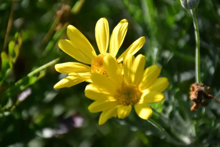 Unser Archivfoto (© Griechenland Zeitung / Jan Hübel)