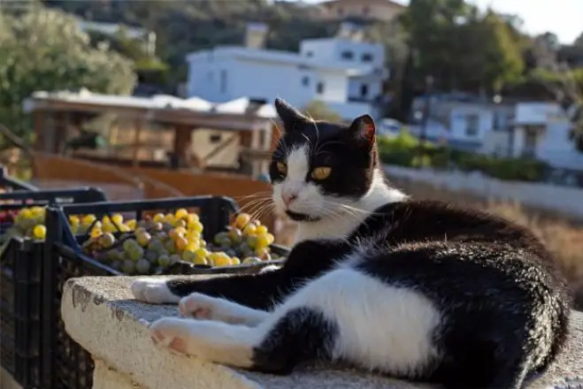 Foto (© syroscats.com)