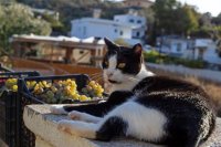 Foto (© syroscats.com)