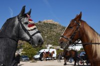 Unsere Archivfotos (© Eurokinissi) entstanden auf der Peloponnes.