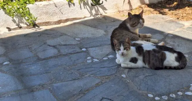 Unbesorgtes Beieinander: zwei Katzen und eine Schlange am Mittag. (Foto: GZlg)