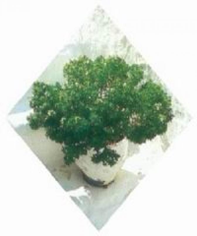 Mýdhia tiganitá - Gebackene Muscheln