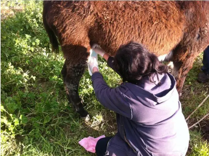Schönheitskur mit Eselsmilch