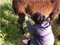 Schönheitskur mit Eselsmilch 