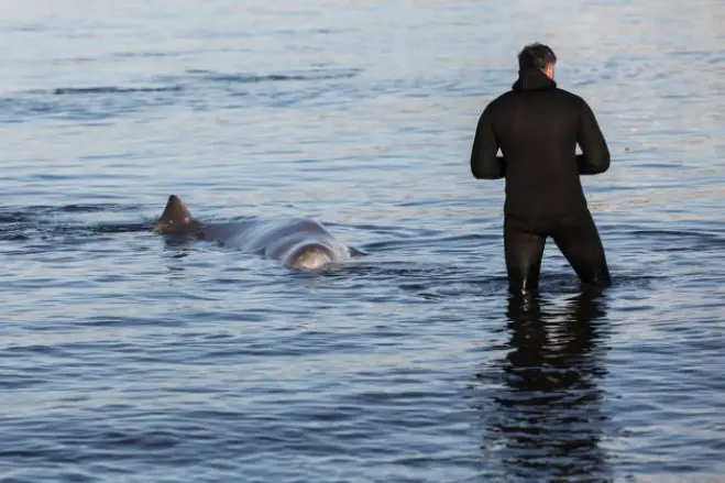 Unser Foto (© Eurokinissi) zeigt einen Cuvier-Schnabelwal am Strand von Alimos im Süden Athens.