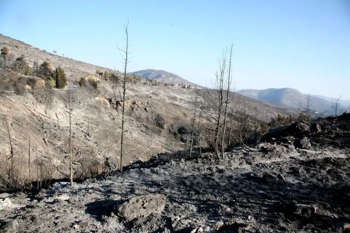 Athener Sternwarte: Mehr als ein Drittel der Wälder in Attika seit 2017 abgebrannt