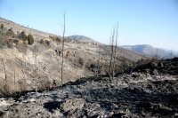 Athener Sternwarte: Mehr als ein Drittel der Wälder in Attika seit 2017 abgebrannt