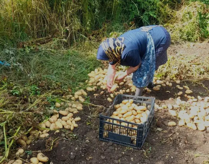 Die Oma von Sifis bei der anstrengenden Erntearbeit auf dem Feld. (Foto: Sifis Moiras)