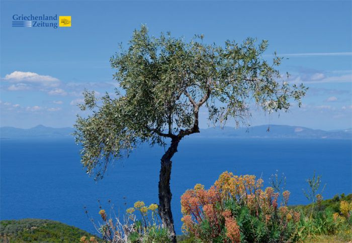 Das Foto (© Jan Hübel) wurde bei Trikeri auf der Halbinsel Pilion aufgenommen und ist das Mai-Foto im Griechenland-Kalender 2018.